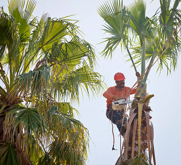 How Our Tree Care Process Works  in  Orosi, CA